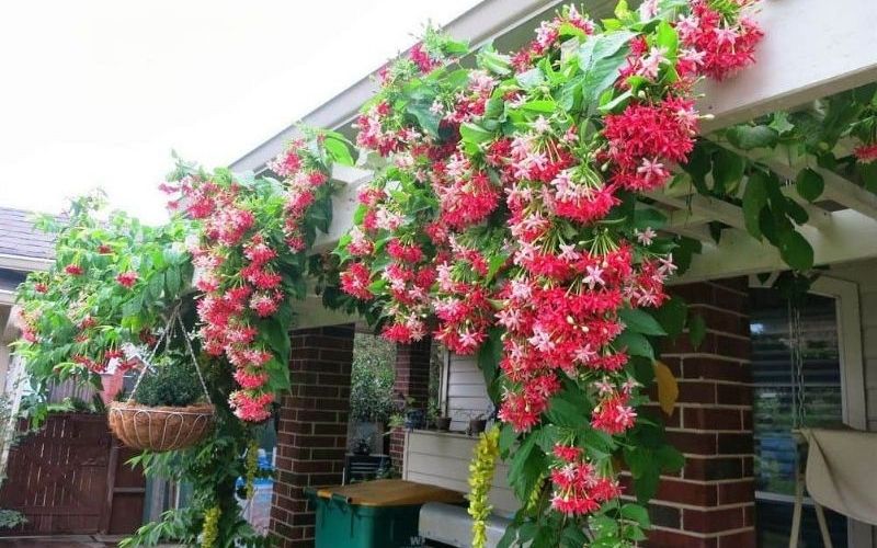 Cây Thường Xuân