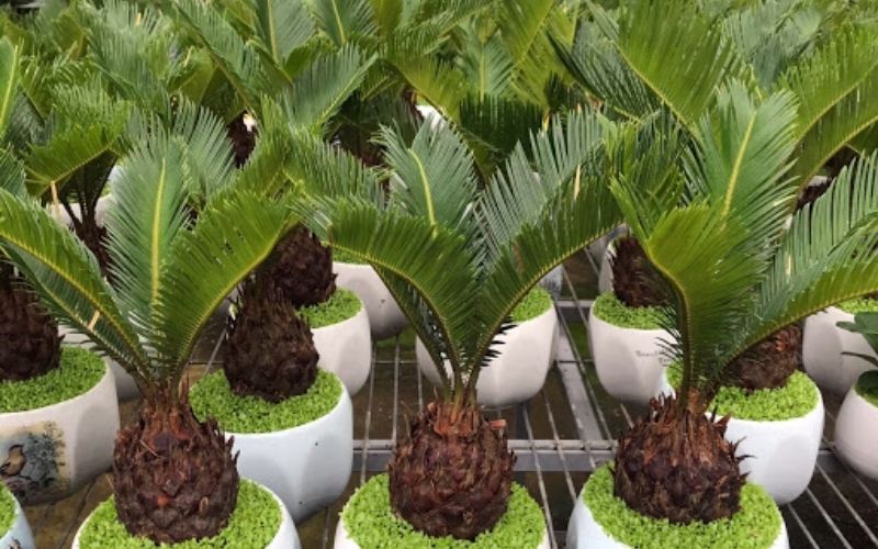 Cây Bàng Singapore