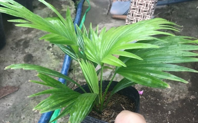 Cây Cẩm Chướng