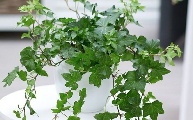 Cây Vạn Niên Thanh