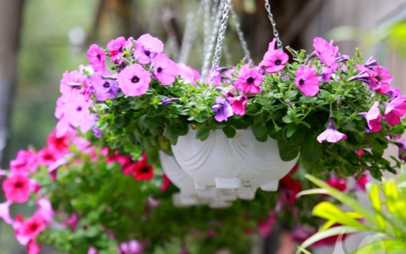 Hoa Dạ Yến Thảo