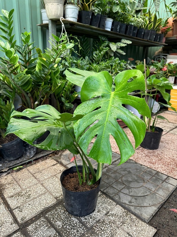 Cây Monstera Deliciosa
