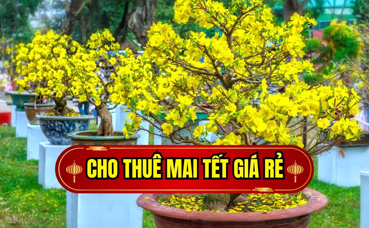 Cây xanh văn phòng