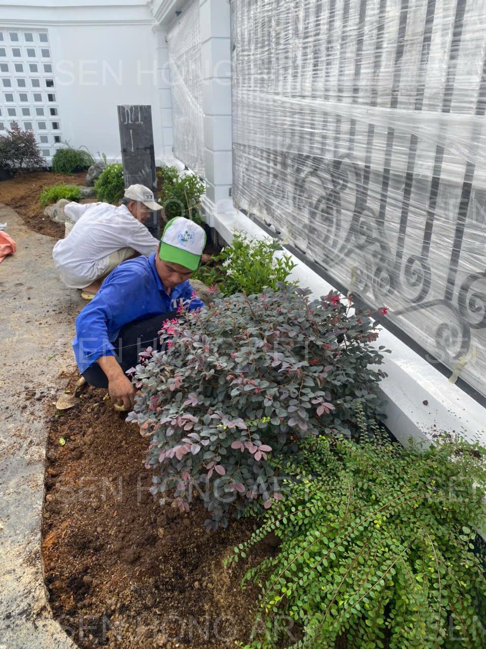 Dịch vụ bảo dưỡng cây xanh